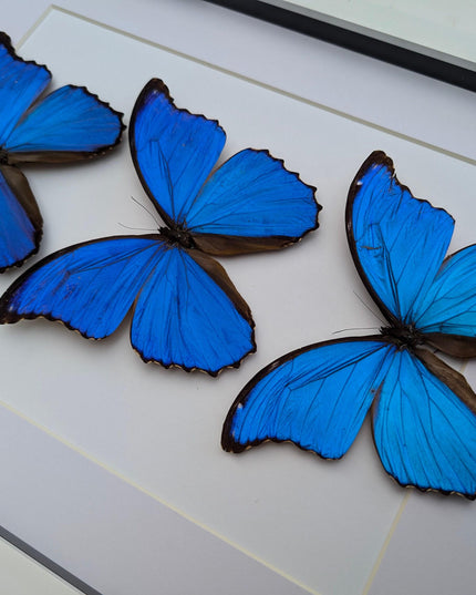 Framed Giant Blue Morpho Butterfly Taxidermy, A3