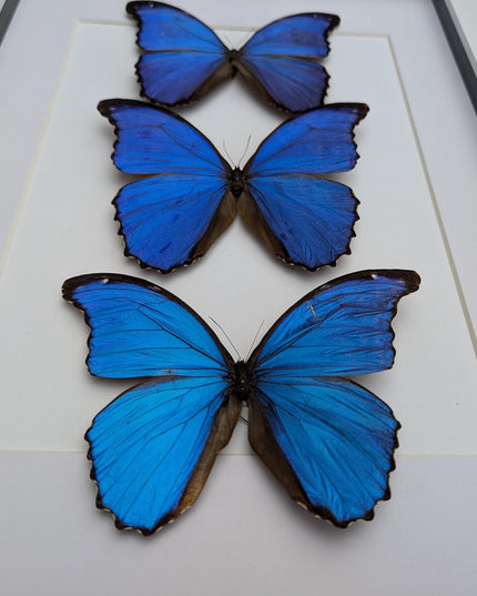 Framed Giant Blue Morpho Butterfly Taxidermy, A3