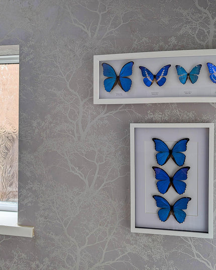 Framed Giant Blue Morpho Butterfly Taxidermy, A3