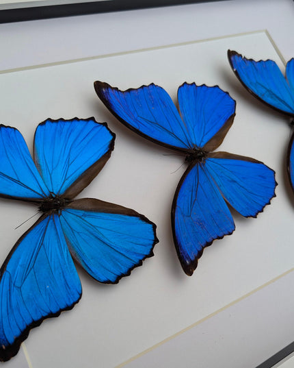 Framed Giant Blue Morpho Butterfly Taxidermy, A3