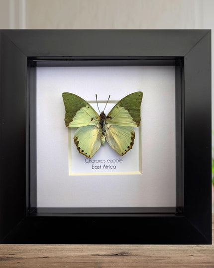 Framed charaxes eupale butterfly: green leaf mimic, 4"x4" display