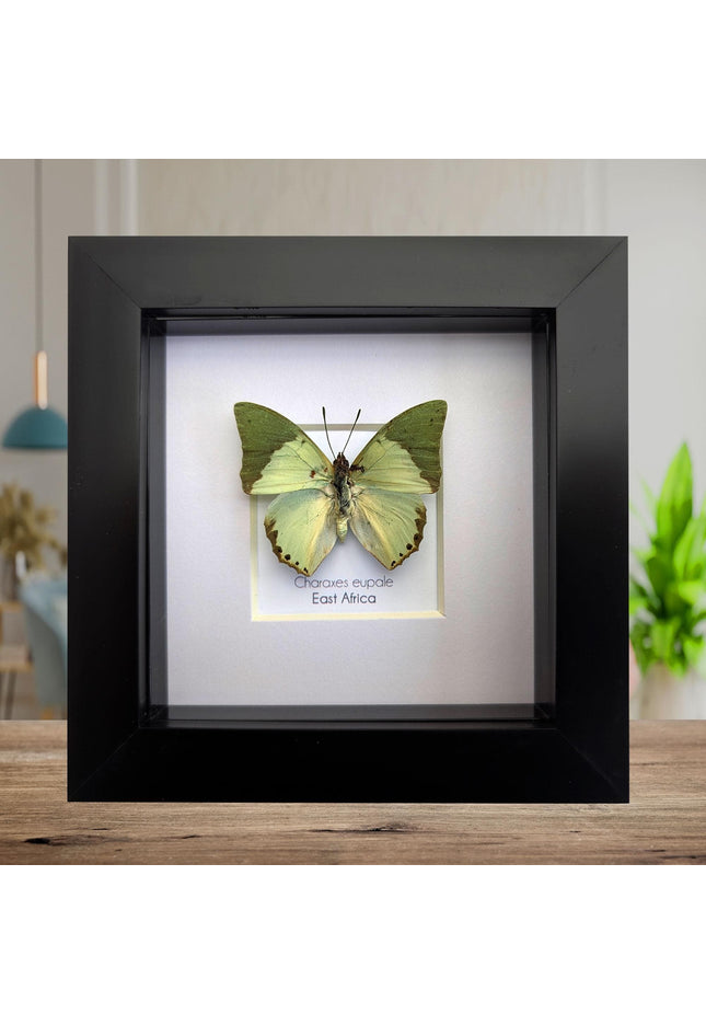 Framed charaxes eupale butterfly: green leaf mimic, 4"x4" display
