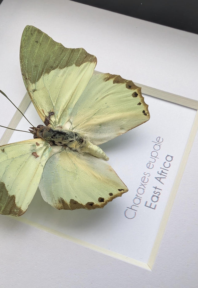 Framed charaxes eupale butterfly: green leaf mimic, 4"x4" display