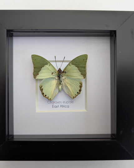 Framed charaxes eupale butterfly: green leaf mimic, 4"x4" display