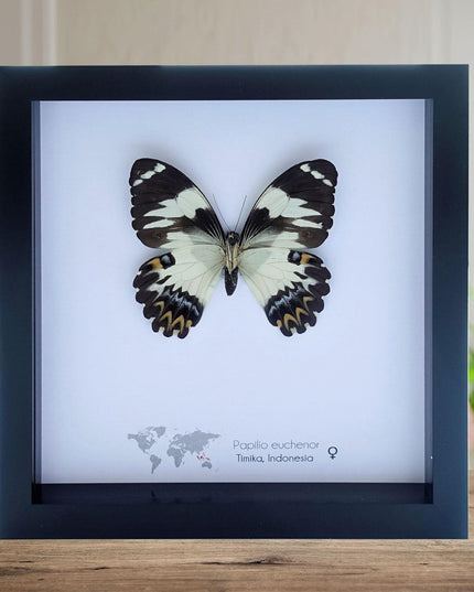 Framed papilio euchenor butterfly: black and white swallowtail, indonesia (8x8)