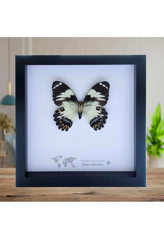 Framed papilio euchenor butterfly: black and white swallowtail, indonesia (8x8)