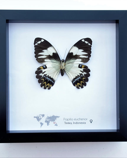 Framed papilio euchenor butterfly: black and white swallowtail, indonesia (8x8)