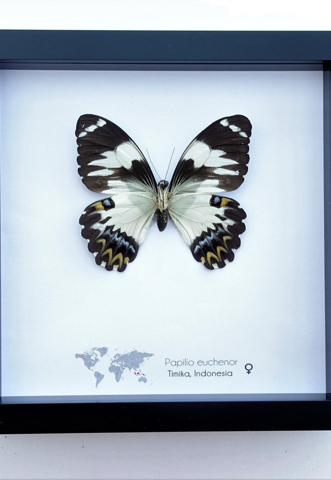 Framed papilio euchenor butterfly: black and white swallowtail, indonesia (8x8)