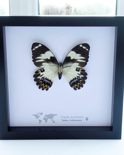 Framed papilio euchenor butterfly: black and white swallowtail, indonesia (8x8)