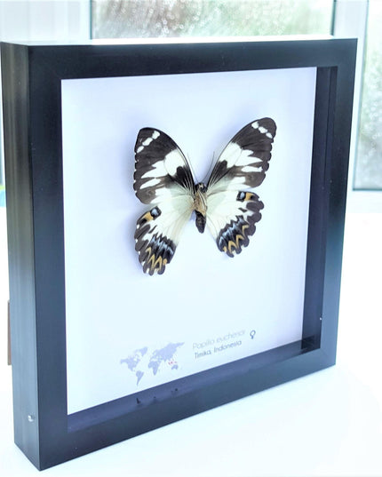 Framed papilio euchenor butterfly: black and white swallowtail, indonesia (8x8)