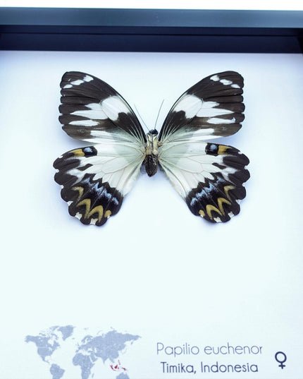 Framed papilio euchenor butterfly: black and white swallowtail, indonesia (8x8)