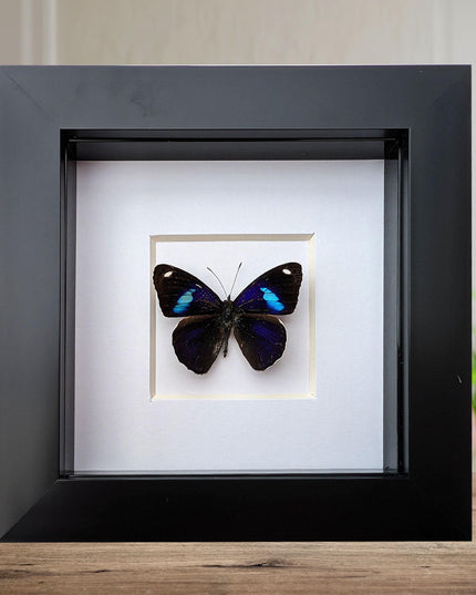 Diaethria bacchis, white-patched eighty-eight, butterfly taxidermy from mexico,  frame 4" x 4"