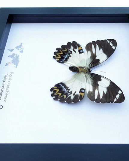 Framed papilio euchenor butterfly: black and white swallowtail, indonesia (8x8)
