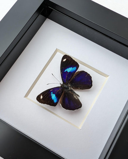 Diaethria bacchis, white-patched eighty-eight, butterfly taxidermy from mexico,  frame 4" x 4"