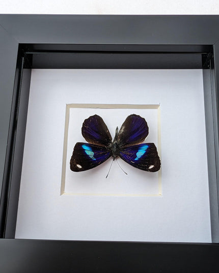 Diaethria bacchis, white-patched eighty-eight, butterfly taxidermy from mexico,  frame 4" x 4"