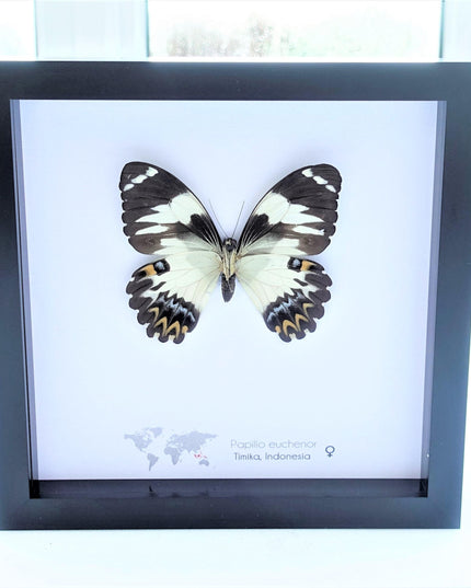 Framed papilio euchenor butterfly: black and white swallowtail, indonesia (8x8)