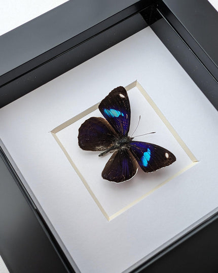 Diaethria bacchis, white-patched eighty-eight, butterfly taxidermy from mexico,  frame 4" x 4"
