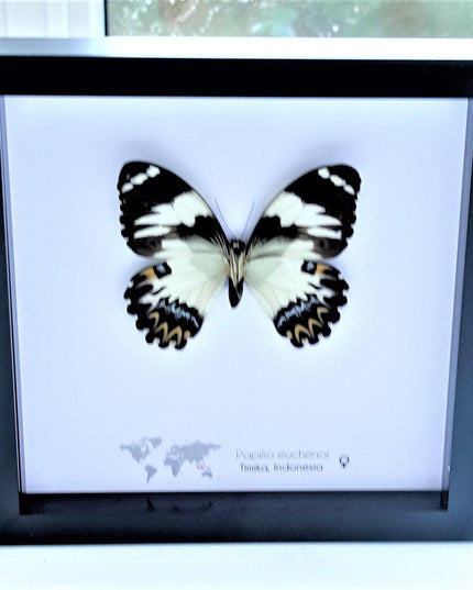 Framed papilio euchenor butterfly: black and white swallowtail, indonesia (8x8)