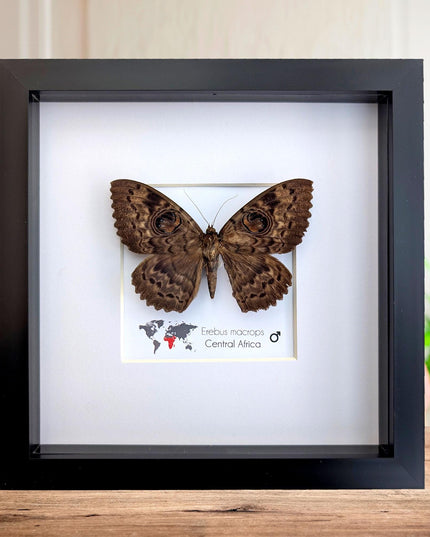 Framed erebus macrops moth: big-eyed specimen, ethically sourced entomology art