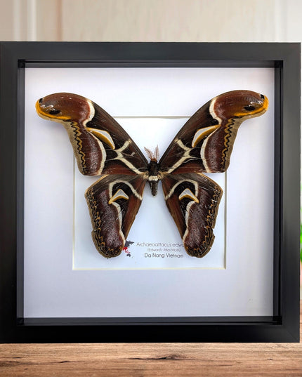 Framed edward's atlas moth taxidermy: Archaeoattacus edwardsii entomology nature art (10"x10")