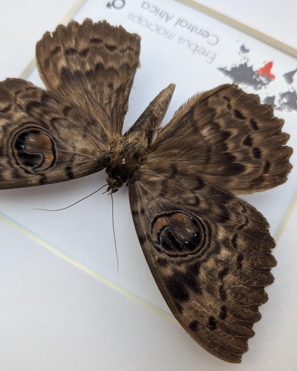Framed erebus macrops moth: big-eyed specimen, ethically sourced entomology art