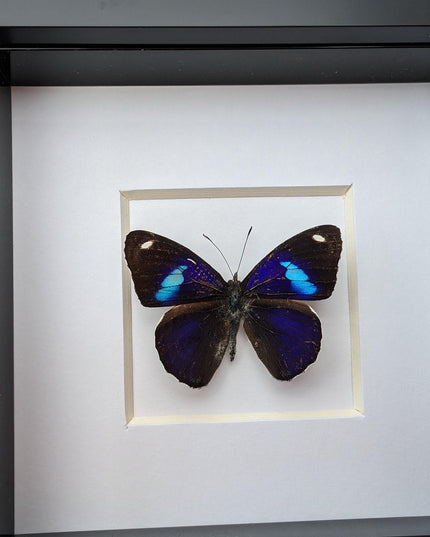 Diaethria bacchis, white-patched eighty-eight, butterfly taxidermy from mexico,  frame 4" x 4"
