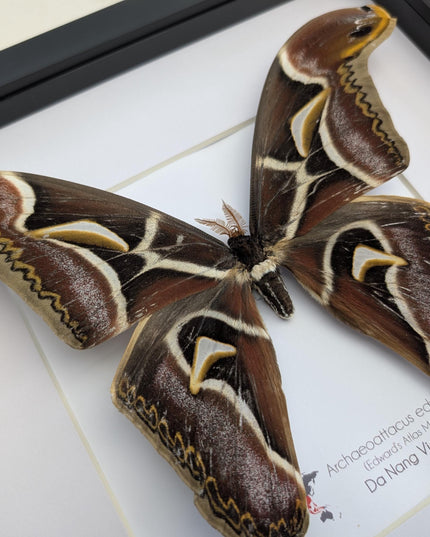 Framed edward's atlas moth taxidermy: Archaeoattacus edwardsii entomology nature art (10"x10")