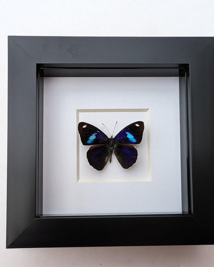 Diaethria bacchis, white-patched eighty-eight, butterfly taxidermy from mexico,  frame 4" x 4"