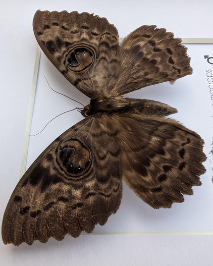 Framed erebus macrops moth: big-eyed specimen, ethically sourced entomology art