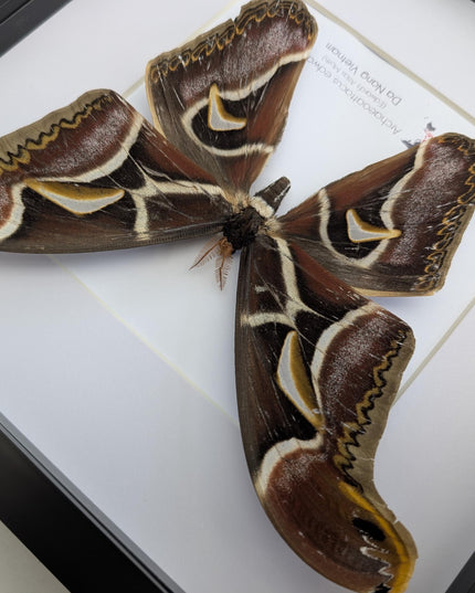 Framed edward's atlas moth taxidermy: Archaeoattacus edwardsii entomology nature art (10"x10")