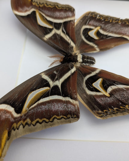 Framed edward's atlas moth taxidermy: Archaeoattacus edwardsii entomology nature art (10"x10")