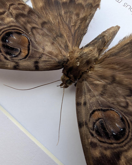 Framed erebus macrops moth: big-eyed specimen, ethically sourced entomology art
