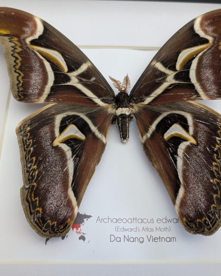 Framed edward's atlas moth taxidermy: Archaeoattacus edwardsii entomology nature art (10"x10")