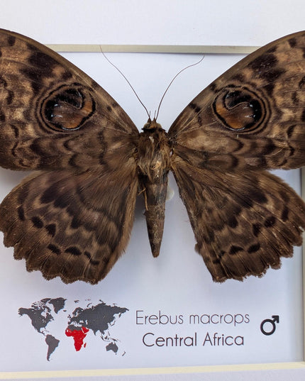 Framed erebus macrops moth: big-eyed specimen, ethically sourced entomology art