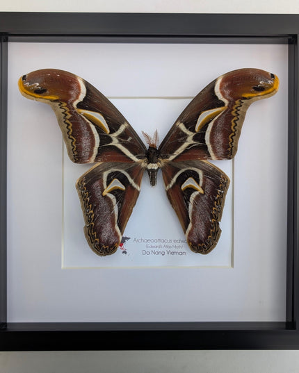 Framed edward's atlas moth taxidermy: Archaeoattacus edwardsii entomology nature art (10"x10")