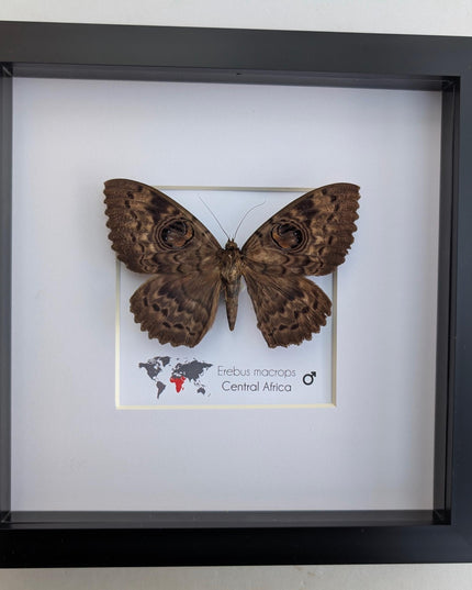 Framed erebus macrops moth: big-eyed specimen, ethically sourced entomology art