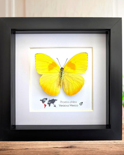 Framed orange-barred sulfur butterfly specimen: ethically sourced entomology wall decor (6x6)