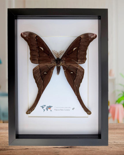 Framed hercules moth: coscinocera hercules, papua new guinea