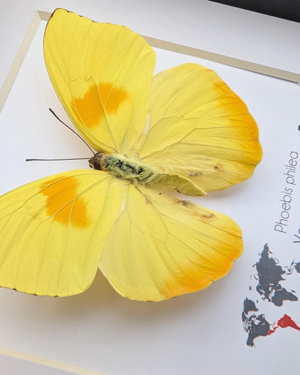 Framed orange-barred sulfur butterfly specimen: ethically sourced entomology wall decor (6x6)