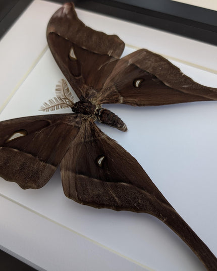 Framed hercules moth: coscinocera hercules, papua new guinea