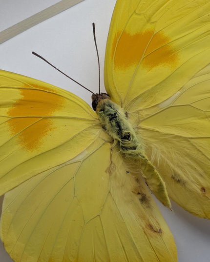 Framed orange-barred sulfur butterfly specimen: ethically sourced entomology wall decor (6x6)
