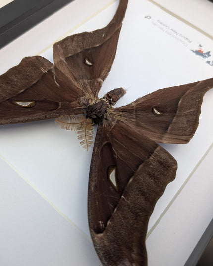 Framed hercules moth: coscinocera hercules, papua new guinea