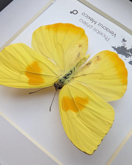 Framed orange-barred sulfur butterfly specimen: ethically sourced entomology wall decor (6x6)