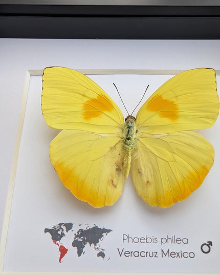 Framed orange-barred sulfur butterfly specimen: ethically sourced entomology wall decor (6x6)