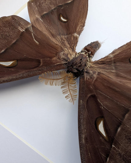 Framed hercules moth: coscinocera hercules, papua new guinea