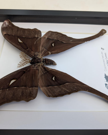Framed hercules moth: coscinocera hercules, papua new guinea