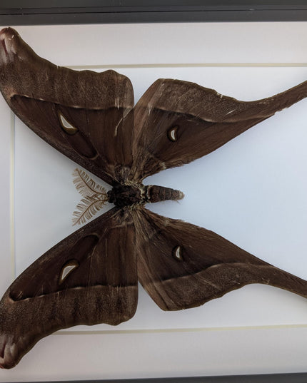 Framed hercules moth: coscinocera hercules, papua new guinea