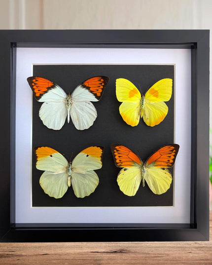 Framed Yellow Pieridae Butterfly Display, Ethically Sourced Nature Art (10x10)