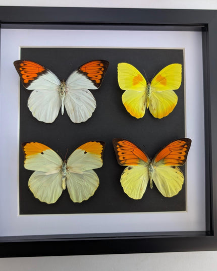 Framed Yellow Pieridae Butterfly Display, Ethically Sourced Nature Art (10x10)