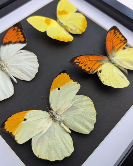 Framed Yellow Pieridae Butterfly Display, Ethically Sourced Nature Art (10x10)